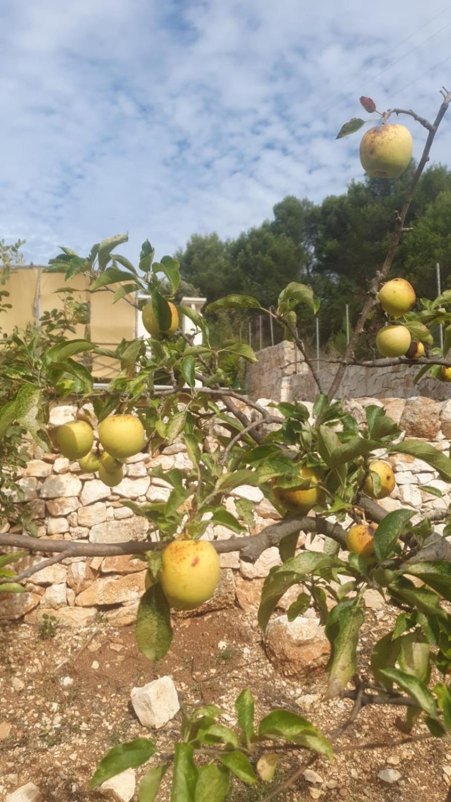 Trulli Vittoria Villa Fasano Eksteriør bilde